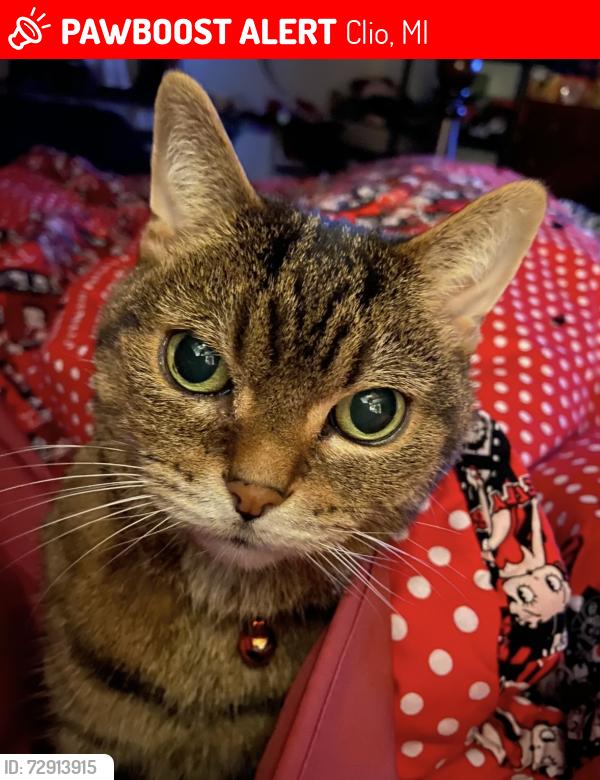 Lost Male Cat last seen Vienna Road and Loomis Avenue, Clio, MI 48420