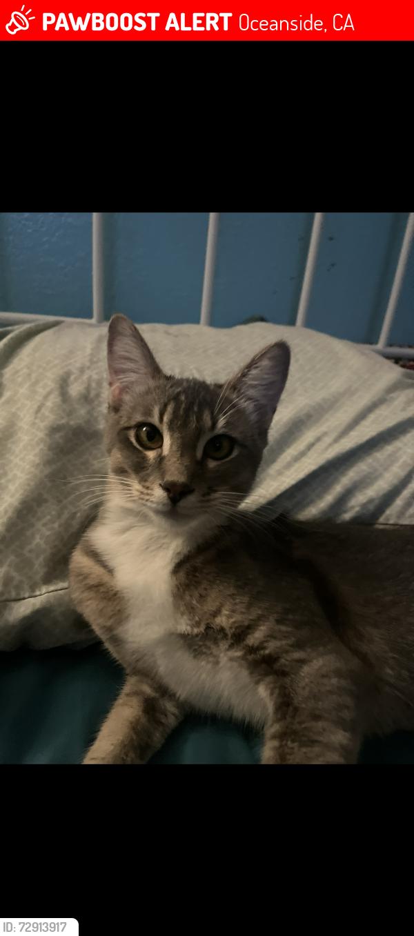 Lost Female Cat last seen Serena , Oceanside, CA 92056