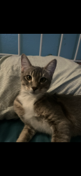 Lost Female Cat last seen Serena , Oceanside, CA 92056