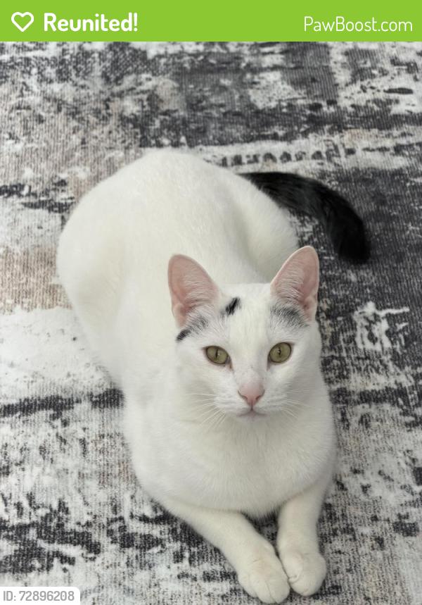 Reunited Male Cat last seen Water Fall Place and Waterford Park Drive, Gwinnett County, GA 30044