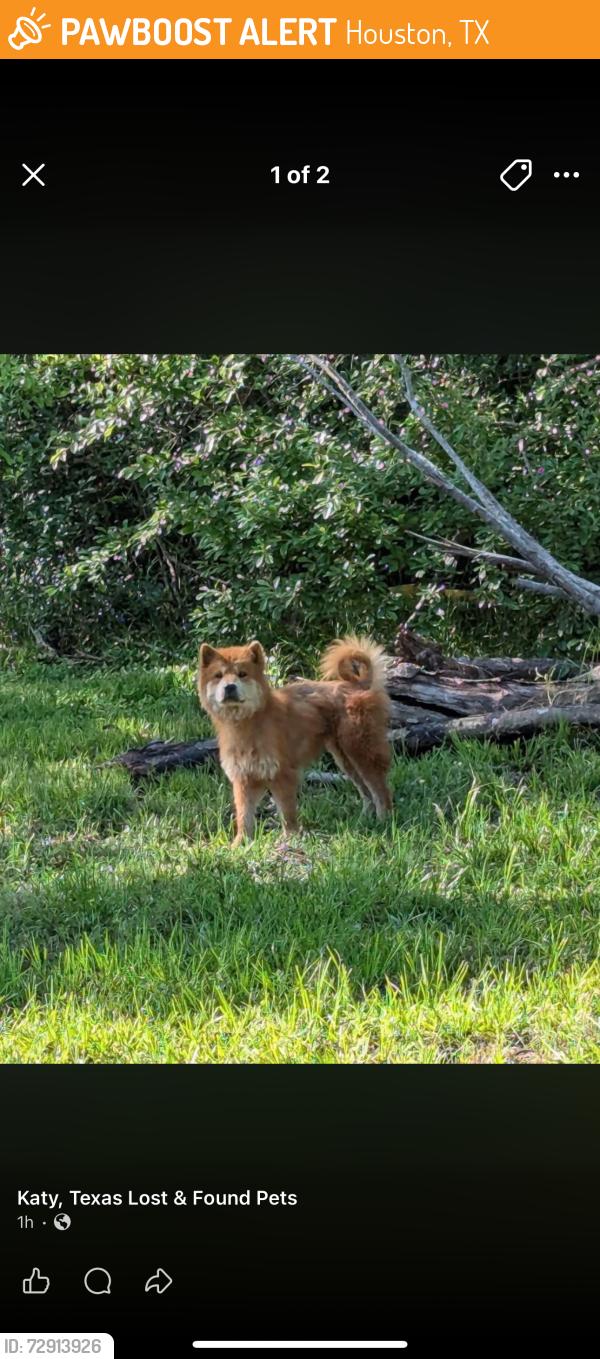 Found/Stray Unknown Dog last seen Greenhouse, Houston, TX 77084