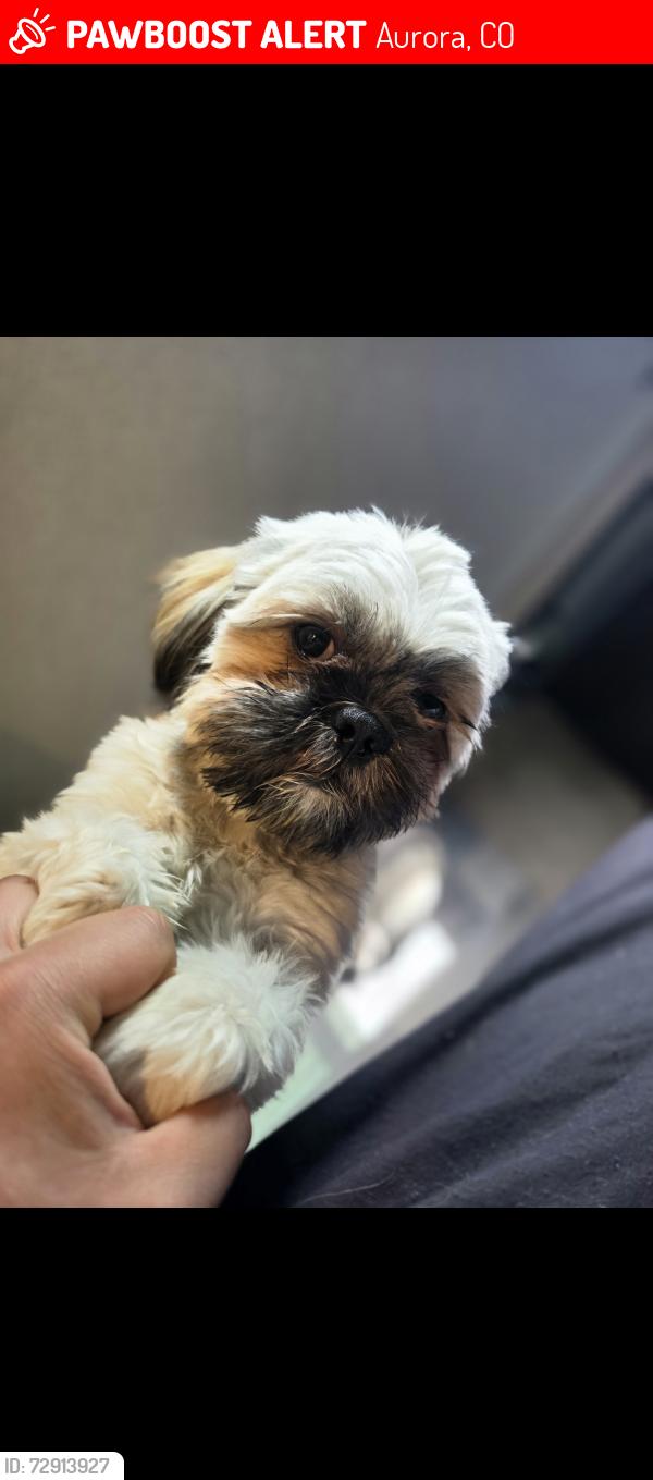 Lost Male Dog last seen Near jamaica st aurora co 80011, Aurora, CO 80010