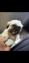 Lost Male Dog last seen Near jamaica st aurora co 80011, Aurora, CO 80010