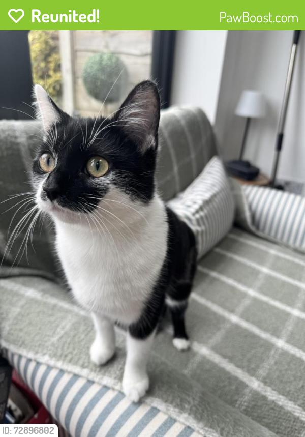 Reunited Female Cat last seen Horncastle Road, Greater Manchester, England M40 5QA