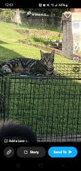 Lost Male Cat last seen Near and Ames Avenue , Omaha, NE 68104