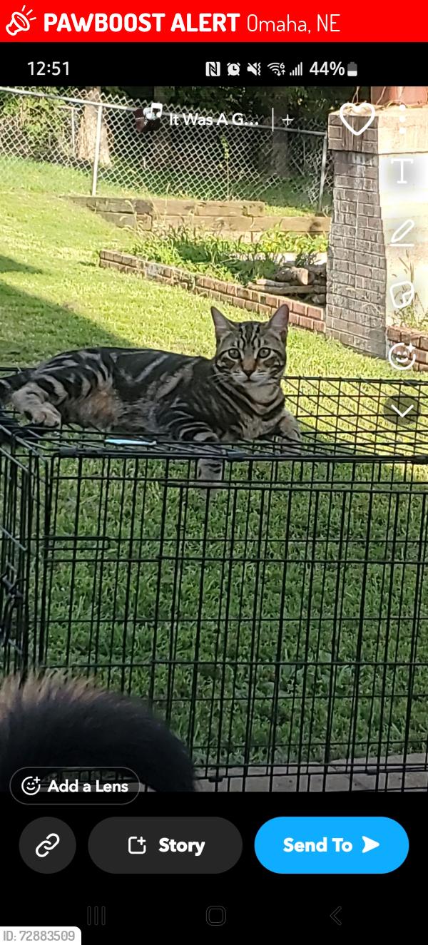 Lost Male Cat last seen Near and Ames Avenue , Omaha, NE 68104