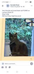 Lost Male Cat last seen Maybank highway and Walter drive, Johns Island, SC 29455