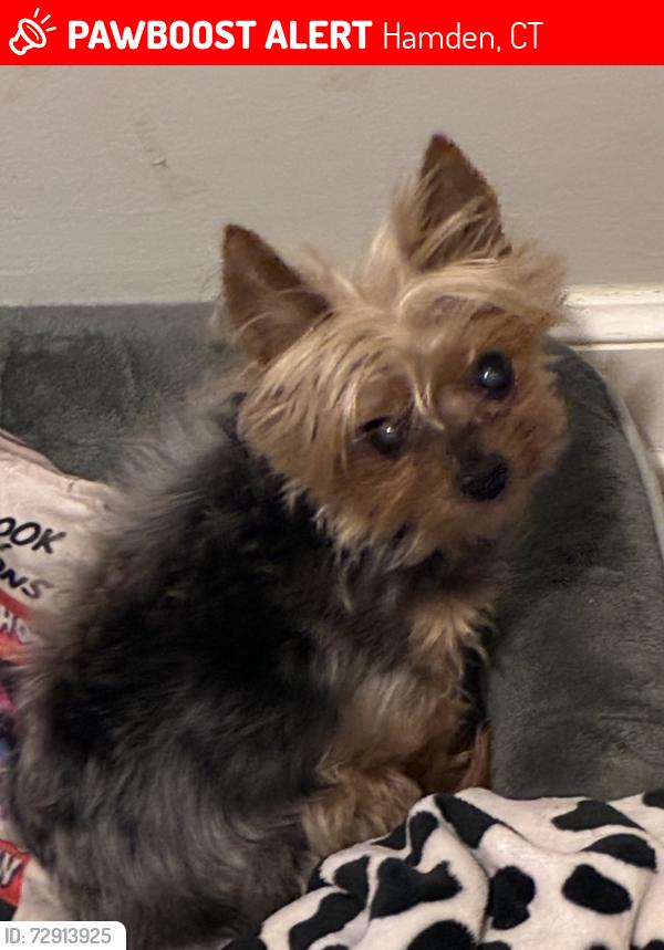 Lost Male Dog last seen Circular and Church St., Hamden, CT 06514