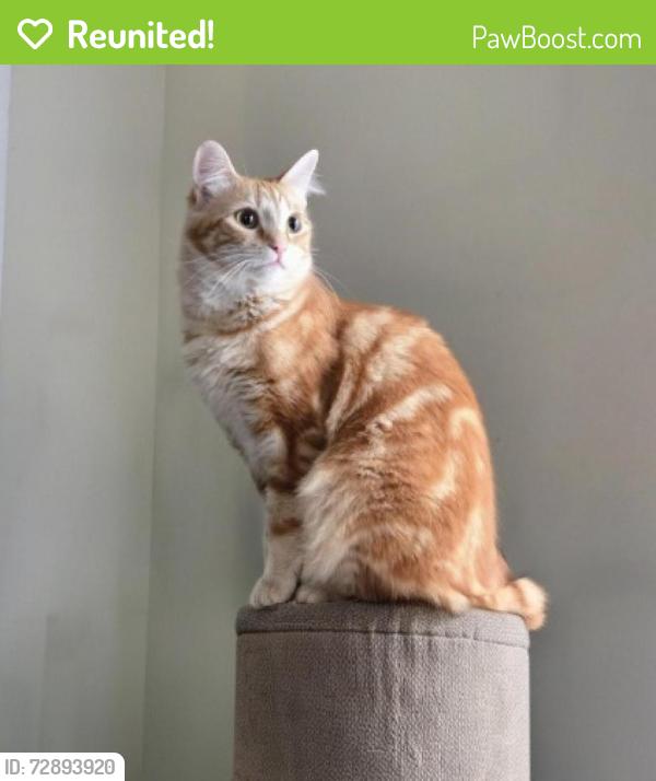 Reunited Female Cat last seen Monterey road  and Kendall Ave, Los Angeles, CA 90042