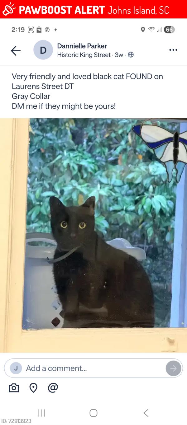 Lost Male Cat last seen Maybank highway and Walter drive, Johns Island, SC 29455