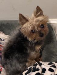 Lost Male Dog last seen Circular and Church St., Hamden, CT 06514