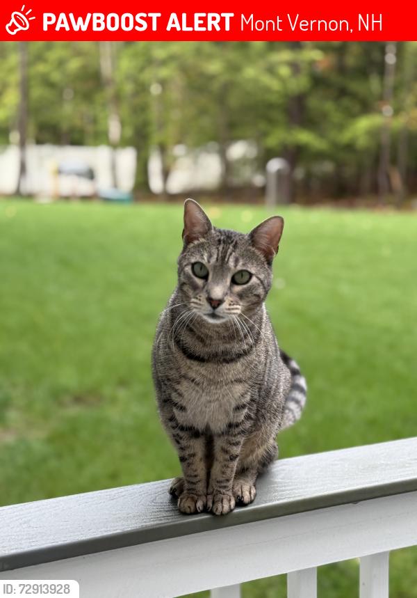 Lost Male Cat last seen Francistown Turnpike , Mont Vernon, NH 03057