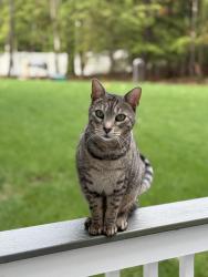 Lost Male Cat last seen Francistown Turnpike , Mont Vernon, NH 03057