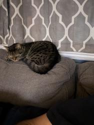 Reunited Male Cat last seen Near Dix Rd, Middletown, OH 45042, USA, Middletown, OH 45042