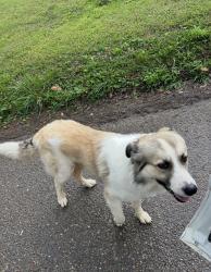 Found/Stray Unknown Dog last seen Harris road. Rutledge pike, Knoxville, TN 37921