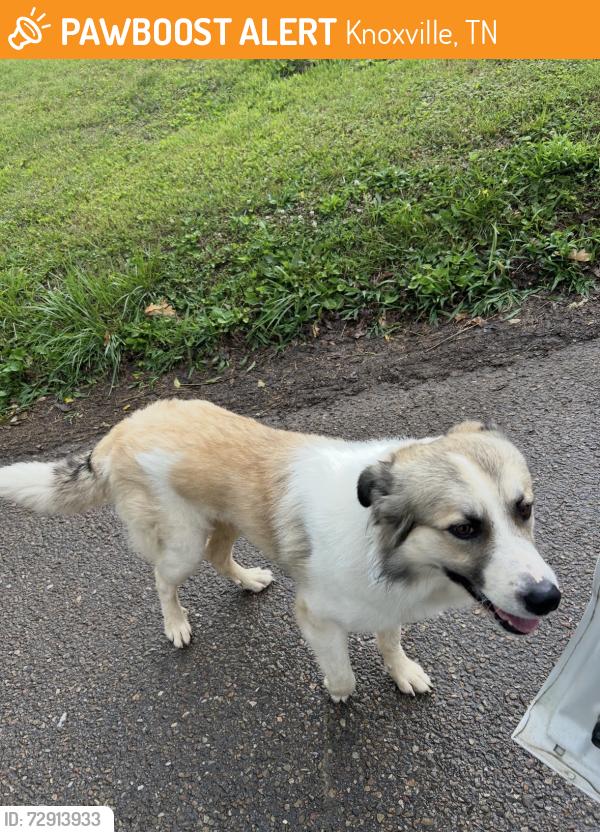 Found/Stray Unknown Dog last seen Harris road. Rutledge pike, Knoxville, TN 37921