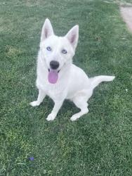 Reunited Female Dog last seen 67th ave thomas, Phoenix, AZ 85033