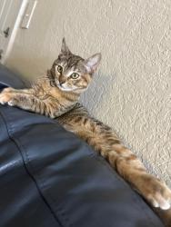 Lost Female Cat last seen The Abbey apmt , Riviera Beach, FL 33404