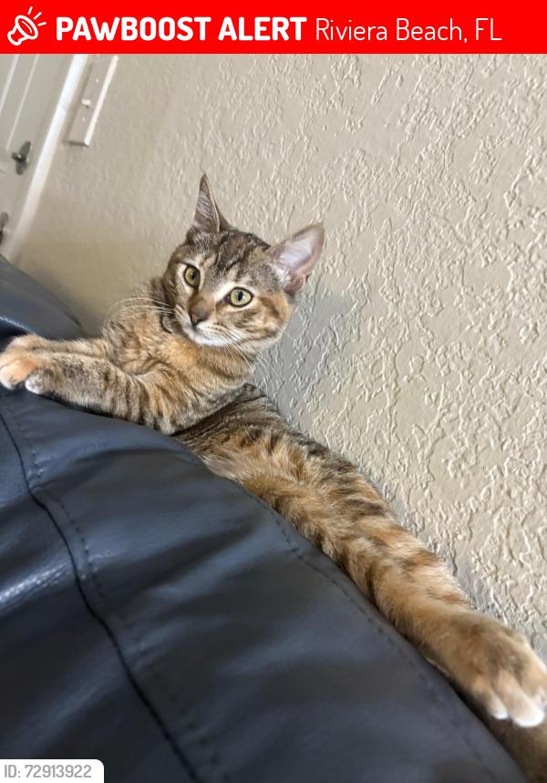 Lost Female Cat last seen The Abbey apmt , Riviera Beach, FL 33404