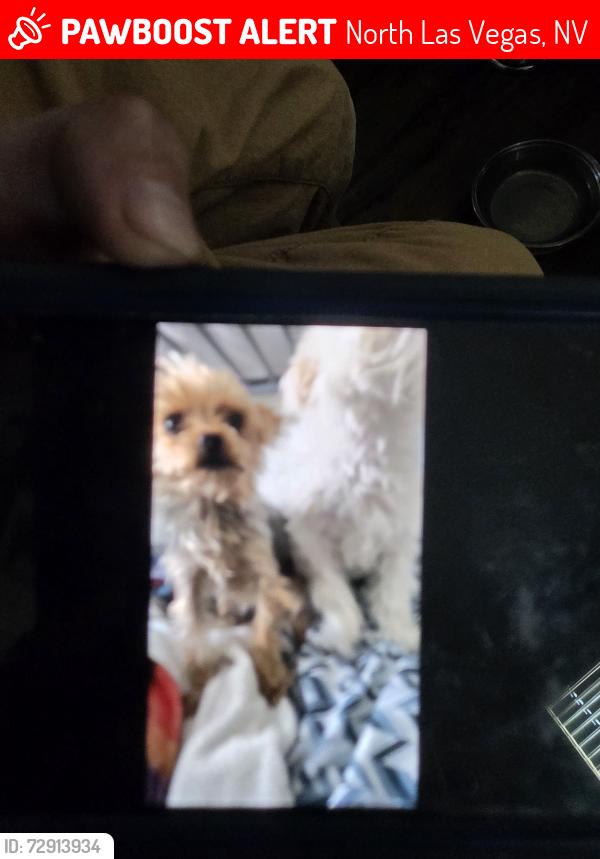 Lost Female Dog last seen coburn and alexander, North Las Vegas, NV 89032