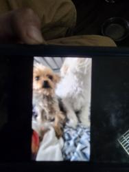 Lost Female Dog last seen coburn and alexander, North Las Vegas, NV 89032