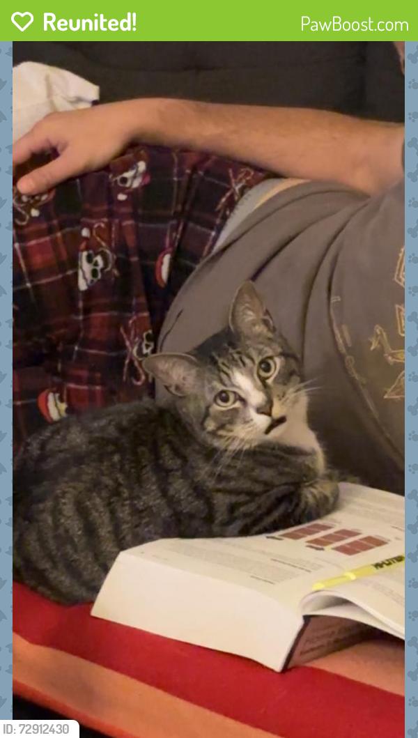 Reunited Male Cat last seen Boca Raton Middle School, Boca Raton, FL 33486