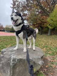 Lost Male Dog last seen Near broadway , Staten Island, NY 10310