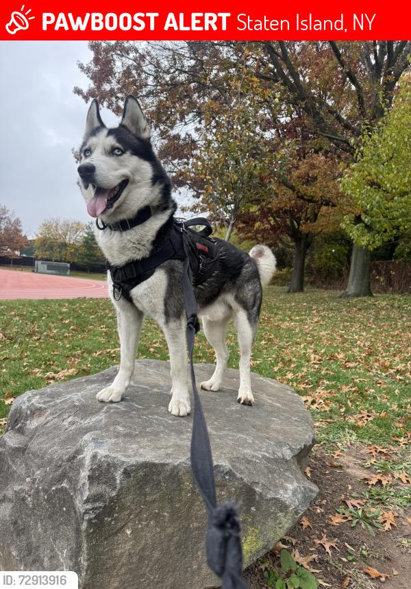 Lost Male Dog last seen Near broadway , Staten Island, NY 10310