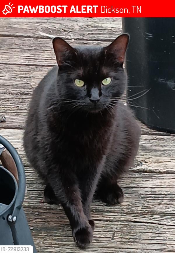 Lost Male Cat last seen Possible Areas are at,  Mae cir , hogin rd , Marilyn dr , all located  between the wonders center science museum and Clayton homes dealer, Dickson, TN 37055
