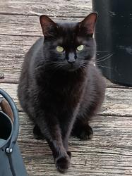 Lost Male Cat last seen Possible Areas are at,  Mae cir , hogin rd , Marilyn dr , all located  between the wonders center science museum and Clayton homes dealer, Dickson, TN 37055