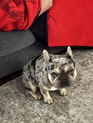 Reunited Male Dog last seen 7th and 8th, San Bernardino, CA 92411