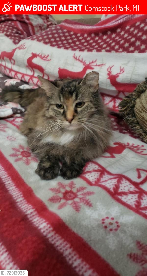 Lost Female Cat last seen Comstock park high school, Comstock Park, MI 49321