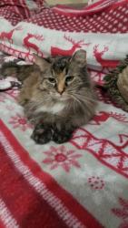 Lost Female Cat last seen Comstock park high school, Comstock Park, MI 49321