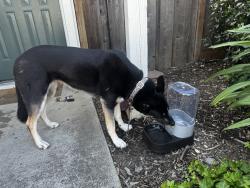 Reunited Unknown Dog last seen Treat blvd and cowell road, Concord, CA 94521