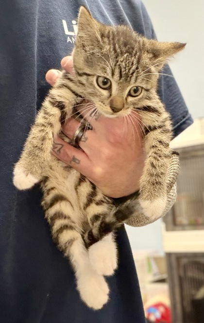 Shelter Stray Male Cat last seen Near Kingswood Trail, 30034, GA, Atlanta, GA 30341