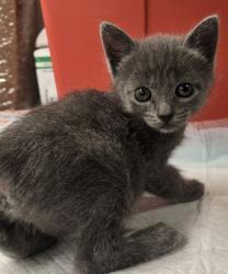 Shelter Stray Female Cat last seen Blackstone and Gettysberg, Fresno Zone Fresno CO 2 93704, CA, Fresno, CA 93706
