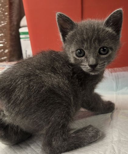 Shelter Stray Female Cat last seen Blackstone and Gettysberg, Fresno Zone Fresno CO 2 93704, CA, Fresno, CA 93706
