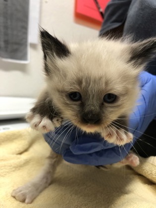 Shelter Stray Male Cat last seen Folsom, CA 95630, Sacramento, CA 95828
