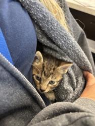 Shelter Stray Female Cat last seen Atlanta, GA 30318, Atlanta, GA 30336