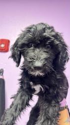 Shelter Stray Female Dog last seen Near montana ave, CITY of El Paso, TX, Fort Bliss, TX 79906