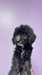 Shelter Stray Female Dog last seen Near montana ave, CITY of El Paso, TX, Fort Bliss, TX 79906