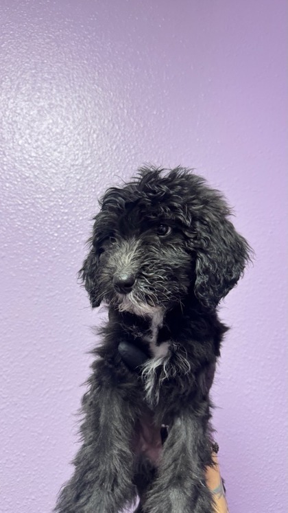 Shelter Stray Female Dog last seen Near montana ave, CITY of El Paso, TX, Fort Bliss, TX 79906