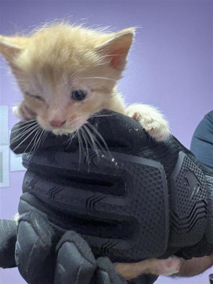 Shelter Stray Unknown Cat last seen Near PADUCAH AVE, CITY of El Paso, TX, Fort Bliss, TX 79906