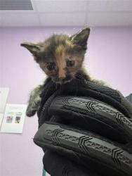 Shelter Stray Unknown Cat last seen Near PADUCAH AVE, CITY of El Paso, TX, Fort Bliss, TX 79906