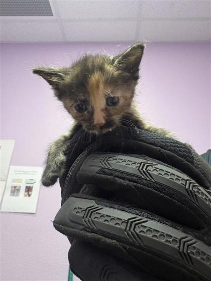 Shelter Stray Unknown Cat last seen Near PADUCAH AVE, CITY of El Paso, TX, Fort Bliss, TX 79906