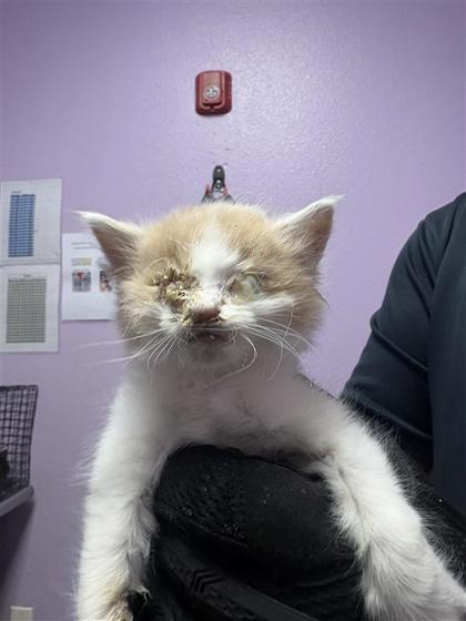 Shelter Stray Unknown Cat last seen Near Breeze Court, CITY of El Paso, TX, Fort Bliss, TX 79906