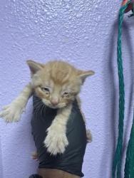 Shelter Stray Male Cat last seen El Paso, TX 79924, Fort Bliss, TX 79906