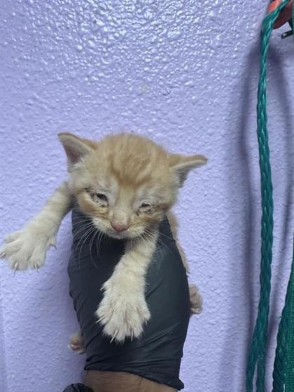 Shelter Stray Male Cat last seen El Paso, TX 79924, Fort Bliss, TX 79906