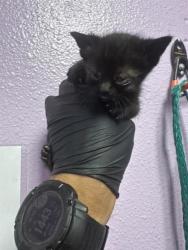 Shelter Stray Female Cat last seen El Paso, TX 79924, Fort Bliss, TX 79906