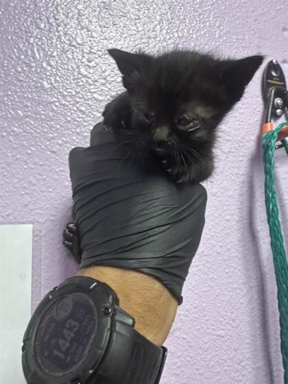 Shelter Stray Female Cat last seen El Paso, TX 79924, Fort Bliss, TX 79906